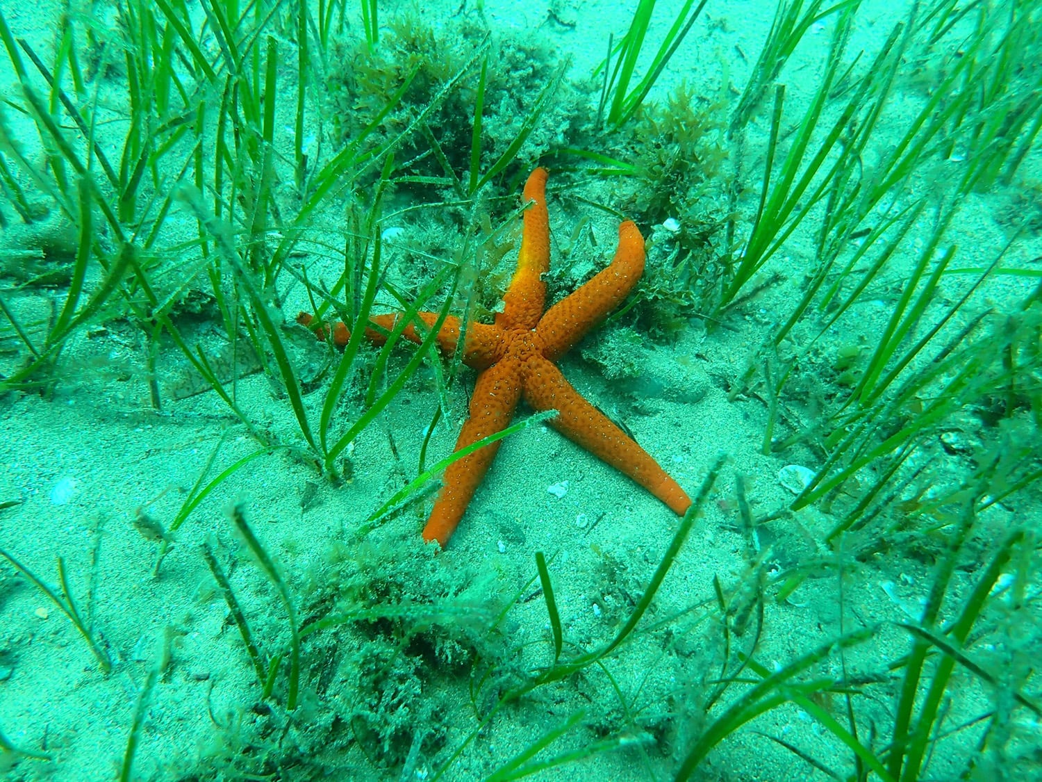 Estrella de mar