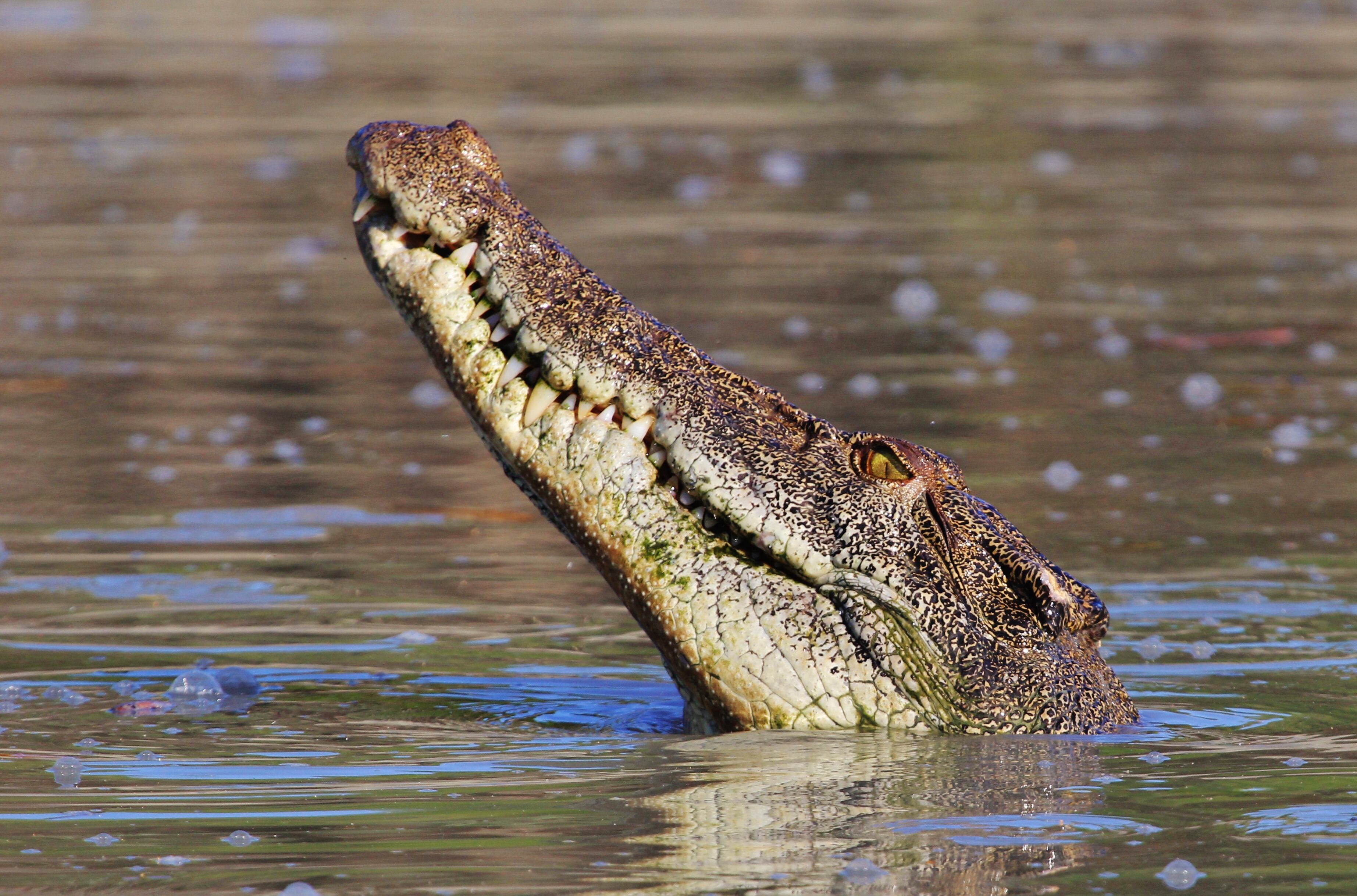 Cocodrilo