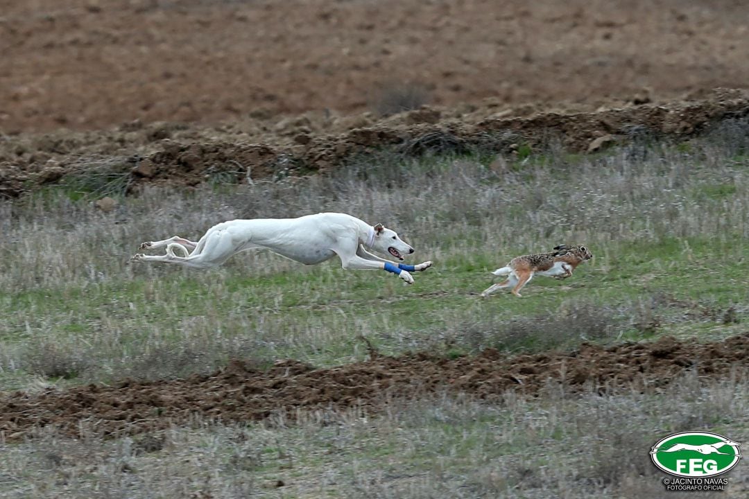 Madrigal, sede del Campeonato Nacional de Galgos