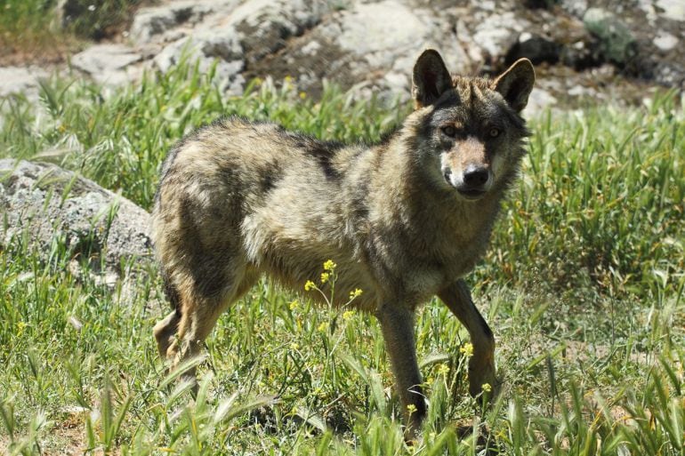 Ejemplar de lobo ibérico (canis lupus signatus)