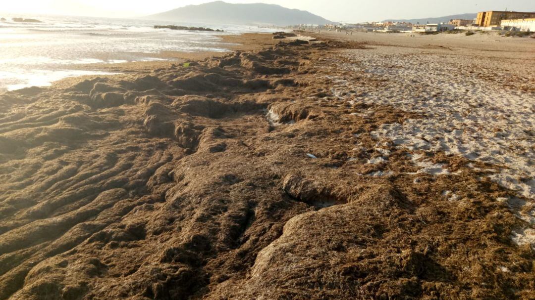 Algas invasoras en una playa de Tarifa.