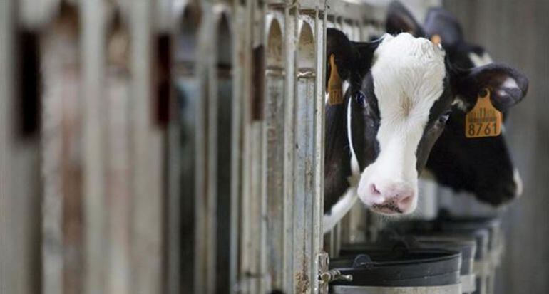 La granja Casa Grande de Xanceda, segunda productora de leche ecológica en España, en las instalaciones que la empresa posee en la localidad coruñesa de Mesía. EFE/Archivo