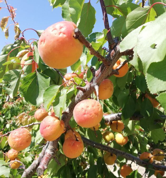 Daños del pedrisco en frutales de la Región de Murcia