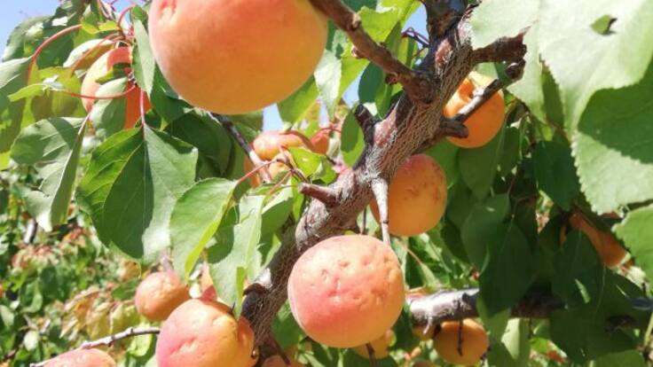 UPA y COAG aseguran que el cambio climático provoca importantes siniestros en el sector primario