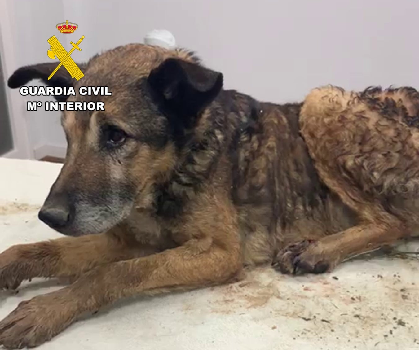 El perro fallecido fue atendido en una clínica veterinaria pero no pudo superar su estado de debilidad