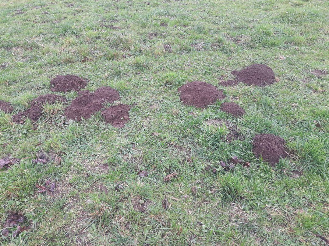 Destrozos causados por la plaga de ratas en la montaña de Lugo