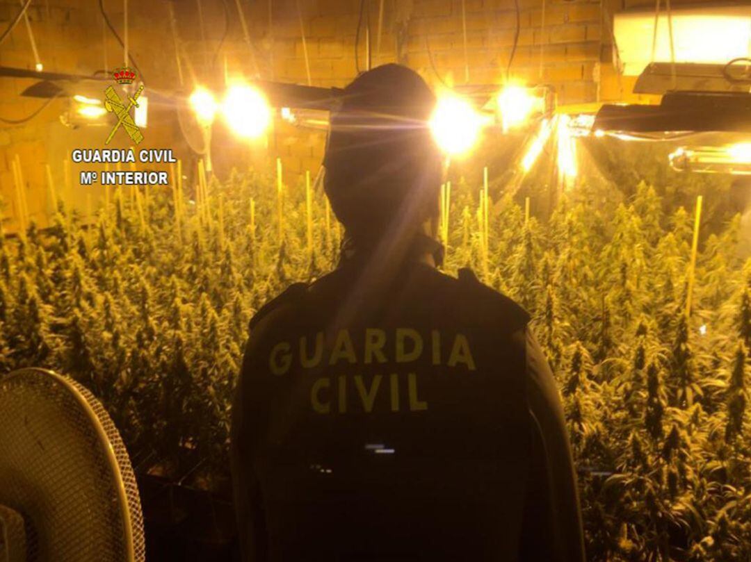 Las 500 plantas de Cannabis Sativa intervenidas en Pasarón de la Vera