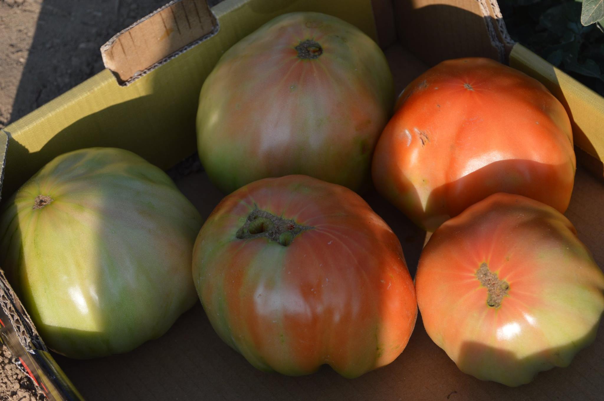 Tomates en un caja (archivo)