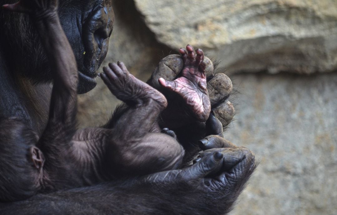 El bebé gorila de Bioparc