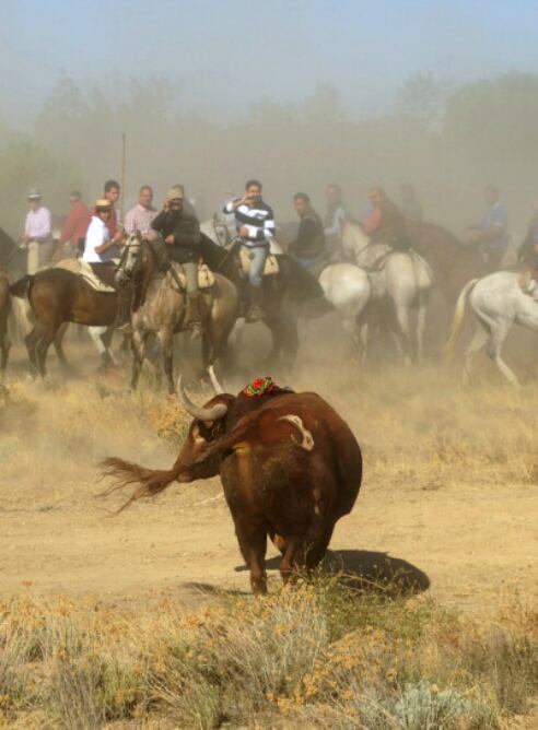 Toro de la Vega, Tordesillas