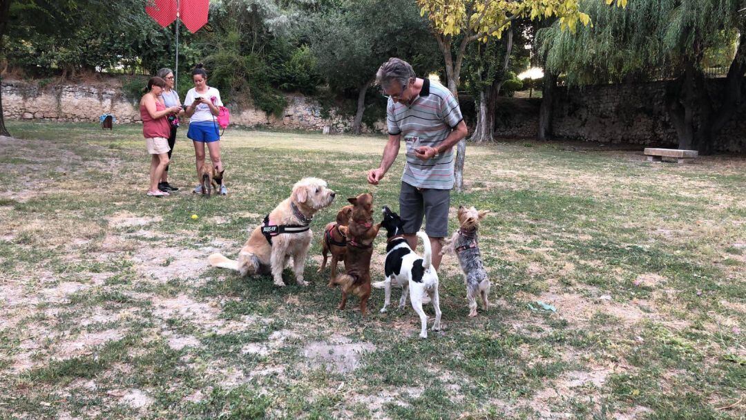 Un grupo de perros en el espacio para ellos en el Parque de la Huerta del Duque en el verano de 2019