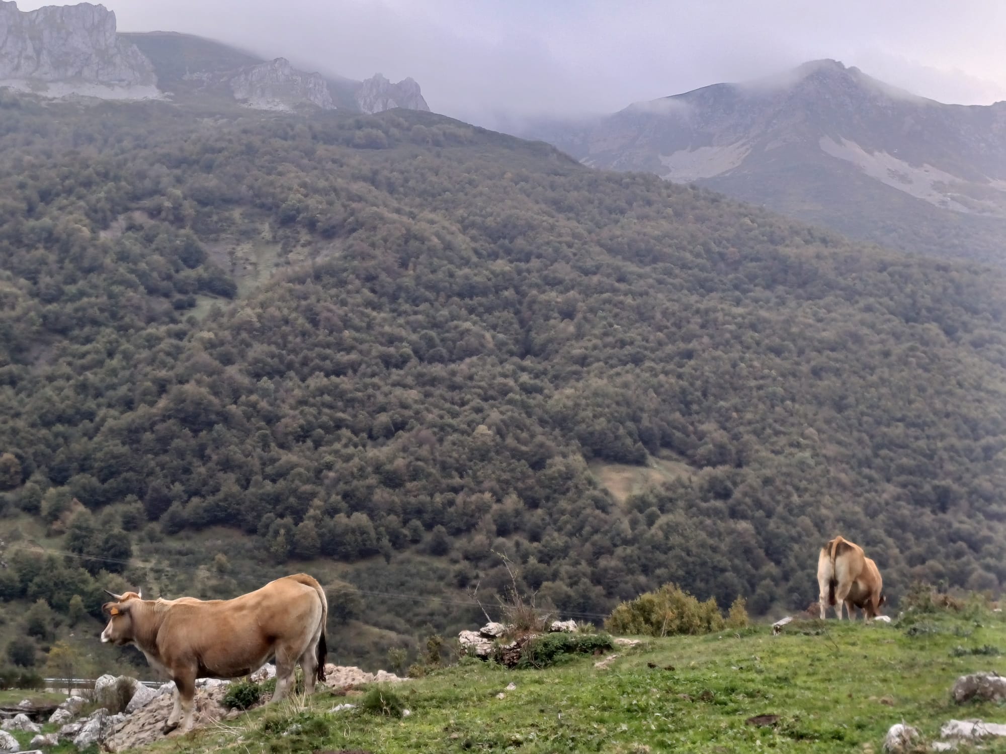 El puerto de Braña, en el corazón de Asturias.