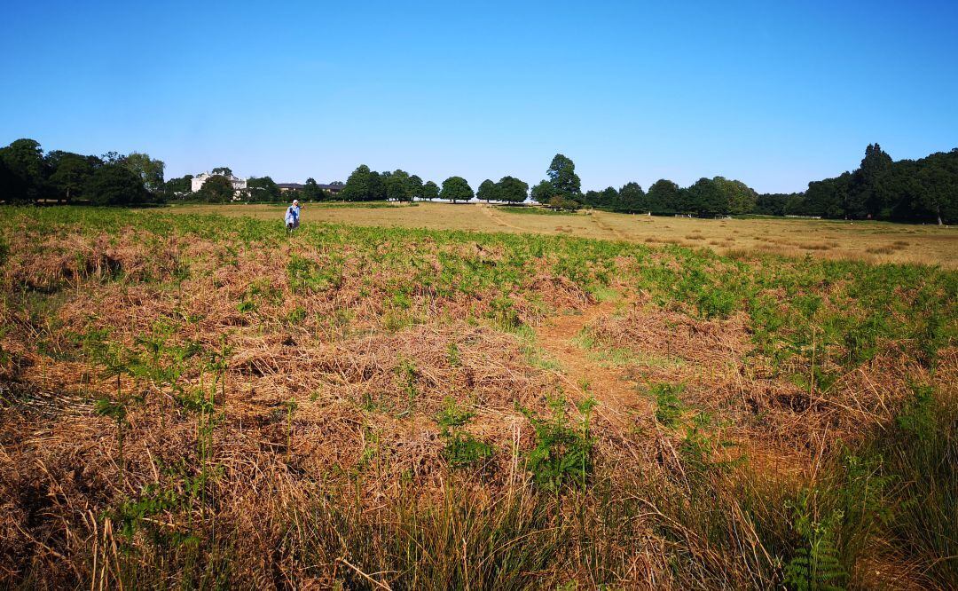 En busca de la cierva oculta en la imagen.
