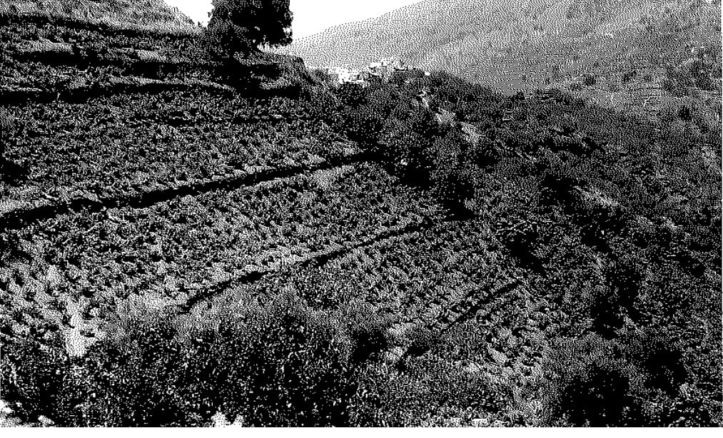 Bancales de vides en Málaga (Años 40-50 del siglo XX)