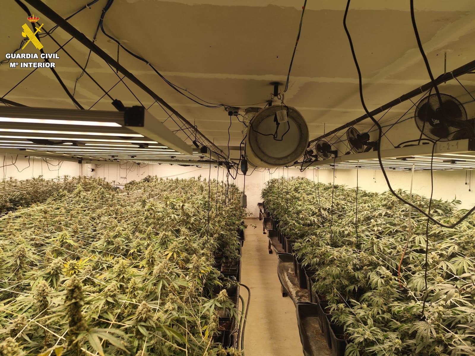 Había 2.850 plantas de las que la mitad estaban ya listas para recolectar