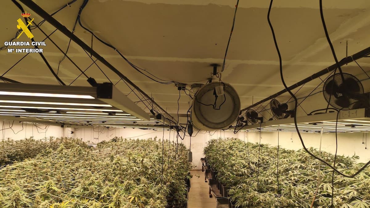 En un pueblo de apenas 130 habitantes se ha descubierto la segunda mayor plantación de marihuana de Ávila