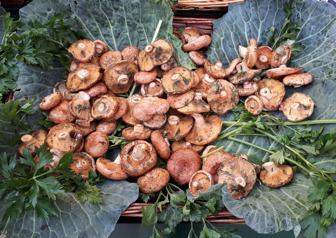 Una collida de rovellons