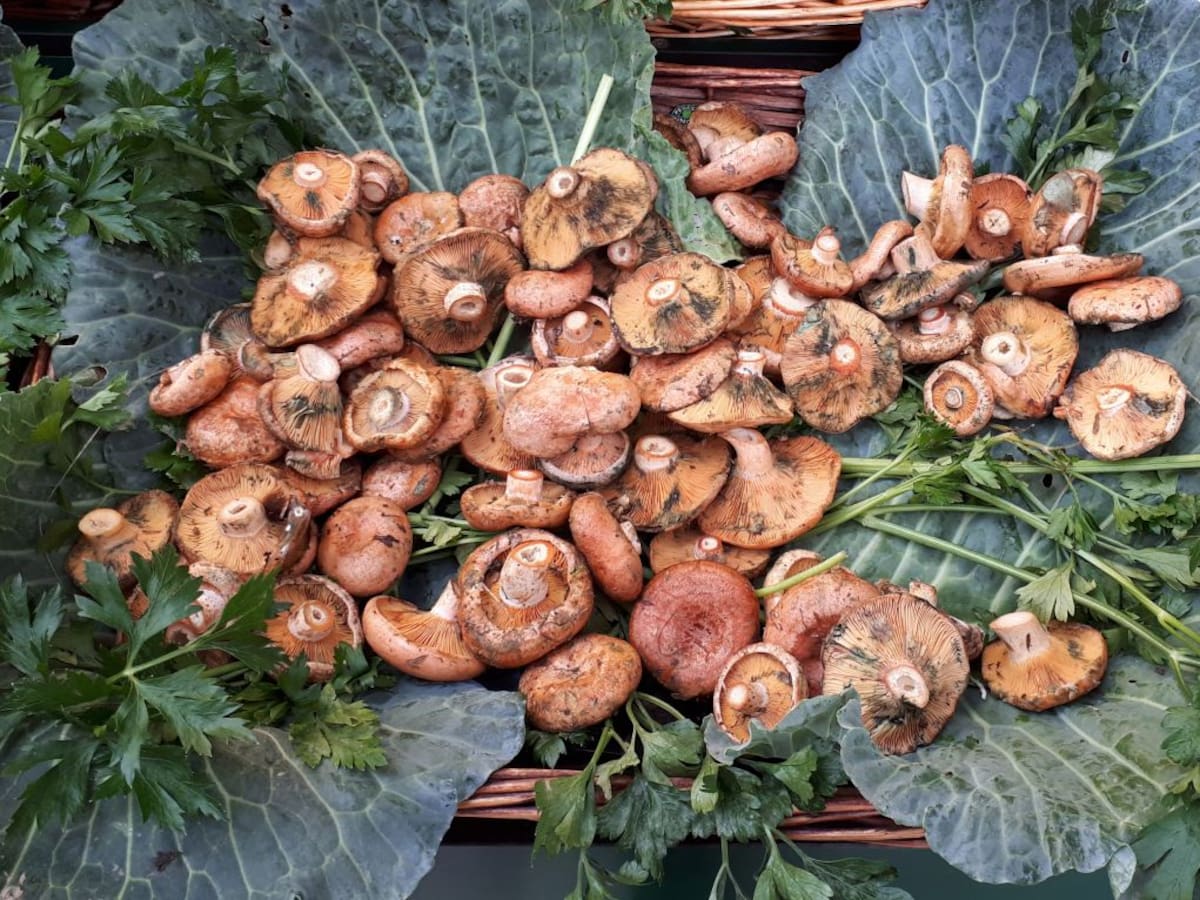 Arrenca al Pirineu la temporada de bolets que es preveu que sigui "decent" i superior a la dels darrers cinc anys