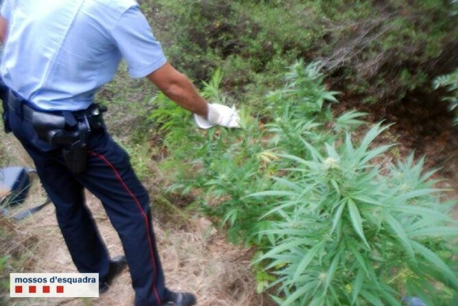 Plantes de marihuana localitzades pels Mossos d&#039;Esquadra