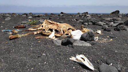 Empieza a ser habitual encontrar cadáveres de vacas en las playas de Canarias