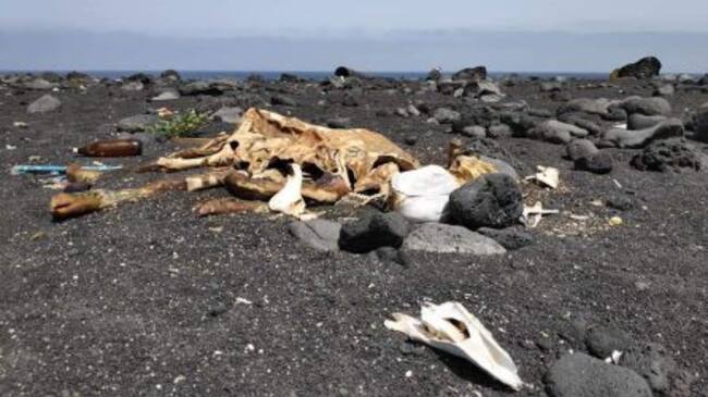 Empieza a ser habitual encontrar cadáveres de vacas en las playas de Canarias