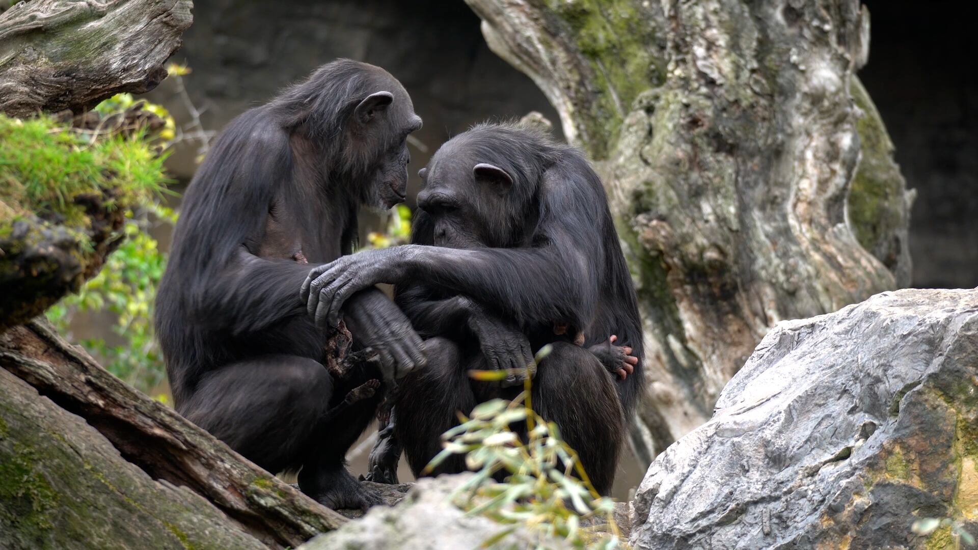 Un chimpancé lleva dos meses transportando a su cría muerta en el Bioparc de València.