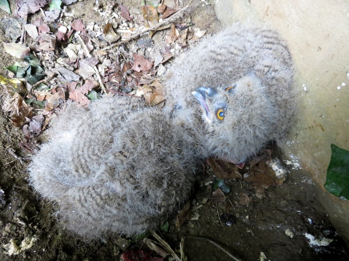Los dos ejemplares en el Zoo de Jerez