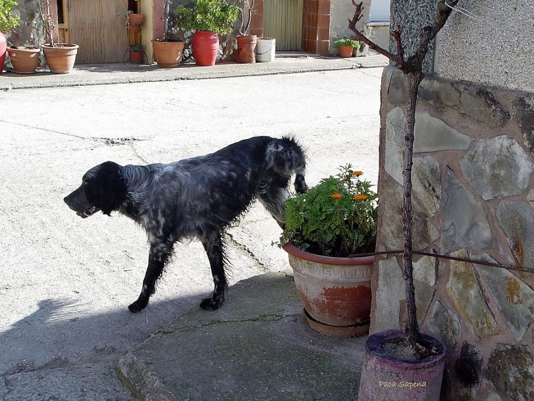 El Ayuntamiento multará si no se limpia la orina de la mascota.