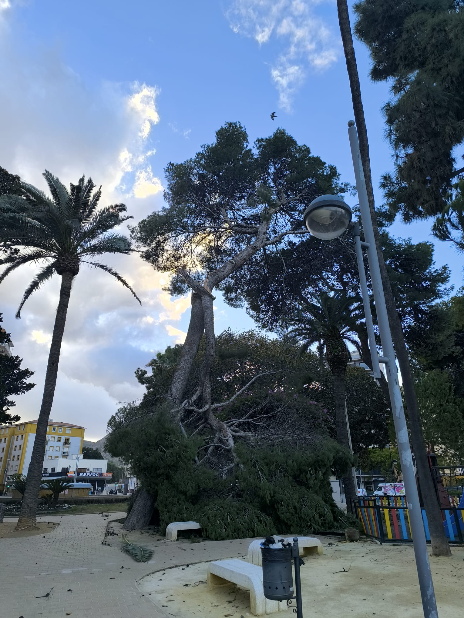 El viento quiebra una rama de grandes dimensiones en la Plaza de España de Cartagena