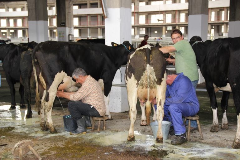 Ganaderos sacan la leche de las vacas en Cantabria. 