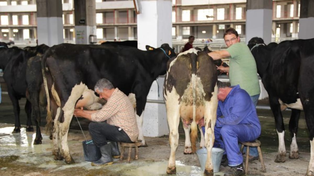 Las vacas de Cantabria contaminan menos