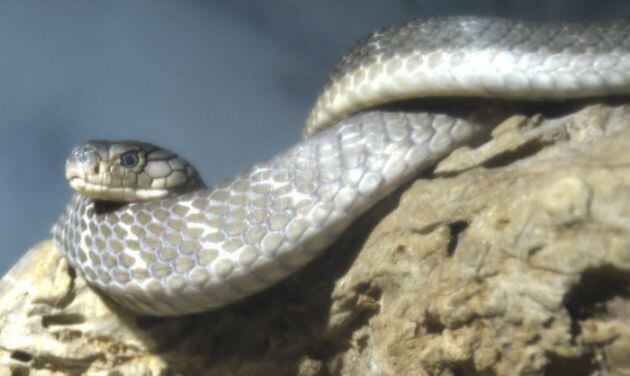 Una de las cobras incautadas por la Guardia Civil a un particular en Toledo