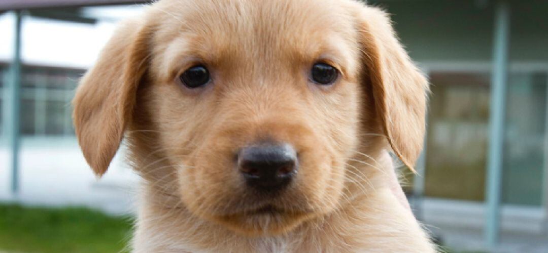 Desde enero de 2018, está en vigor un convenio entre el Ayuntamiento y el centro de recogida de Guadarrama