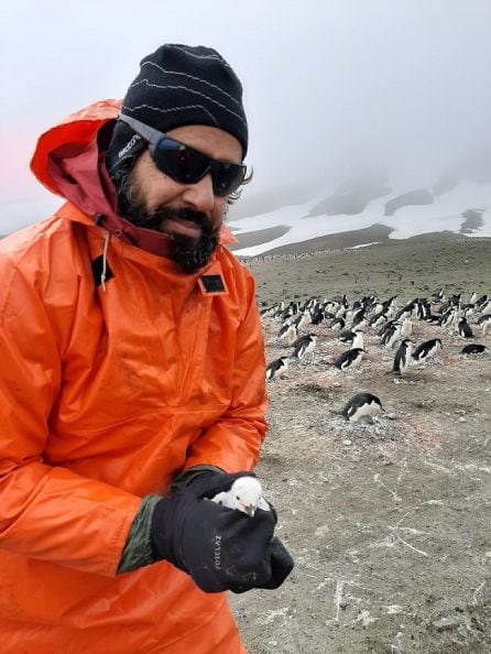 El profesor Motas con un polluelo de pingüino en Isla Decepción-Antártida