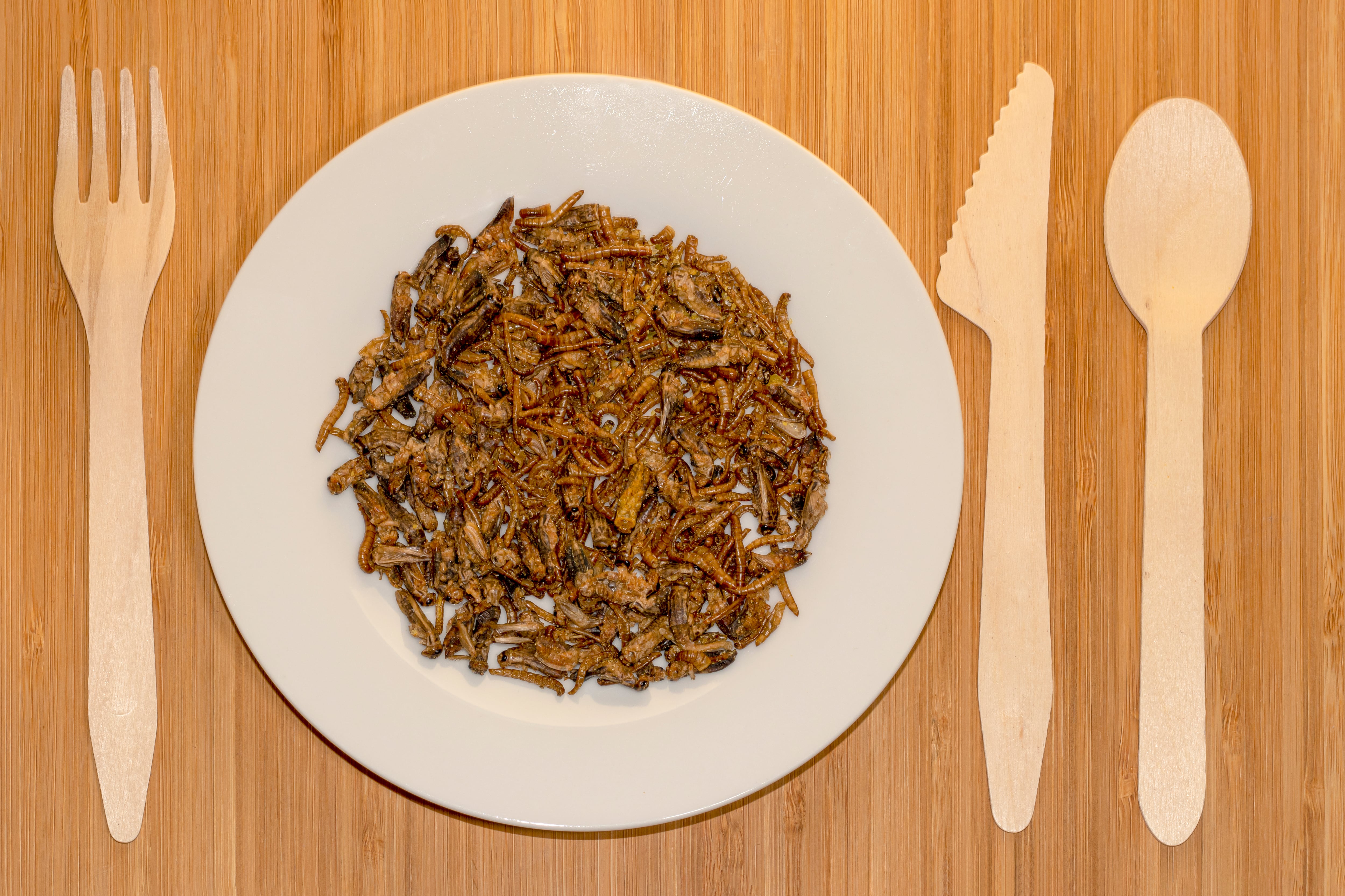 Plato con insectos aprobados para el consumo en la UE