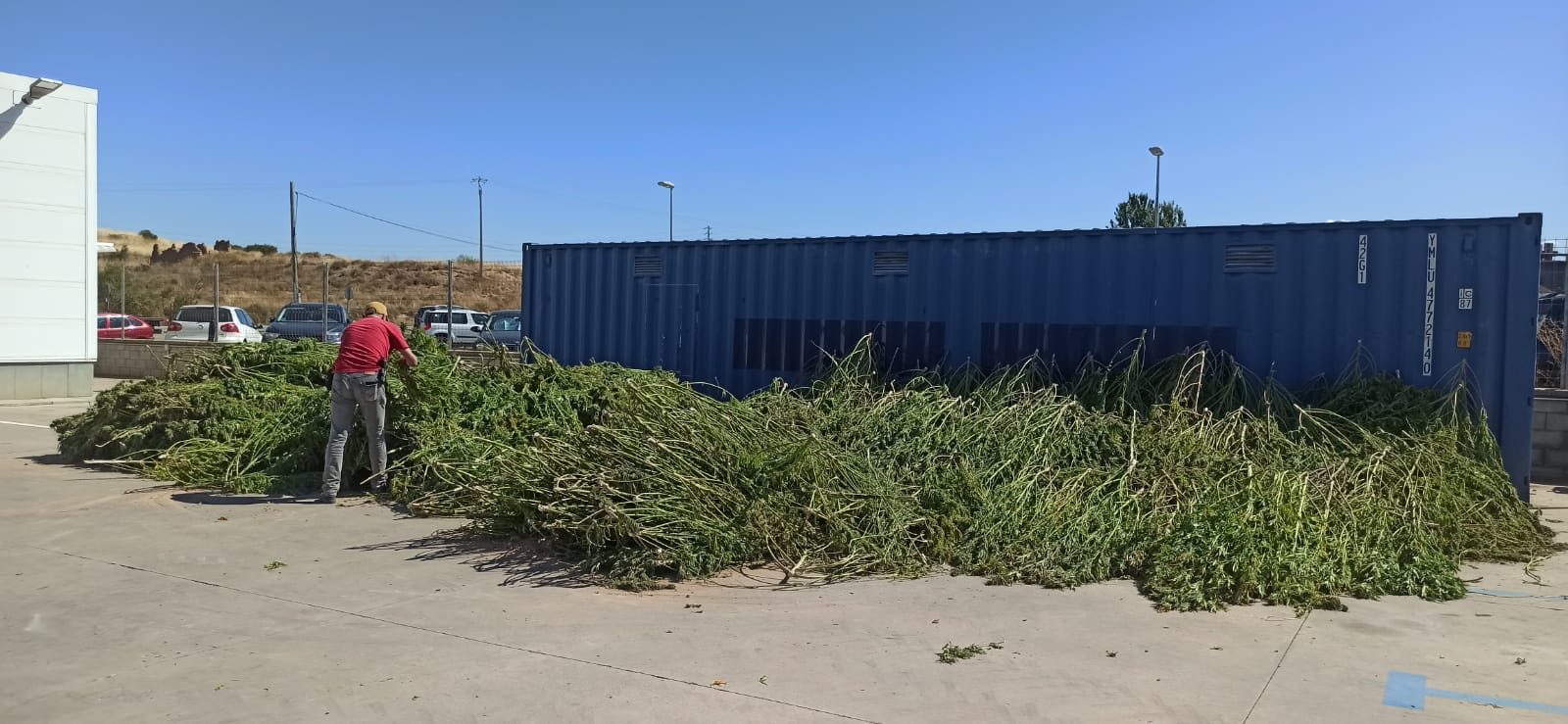 Plantes de marihuana a l'exterior de la comissaria de les Borges Blanques