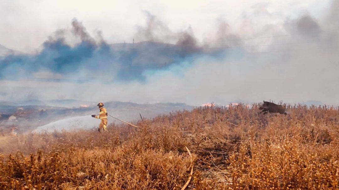 Un bombero apaga el fuego con una manguera mientras el jabalí se acerca.