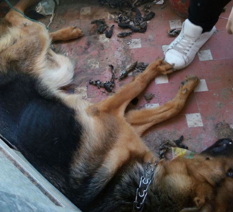 Estado en el que se encontró a la perra 'Kira' abandonada durante días en un balcón de Plasencia