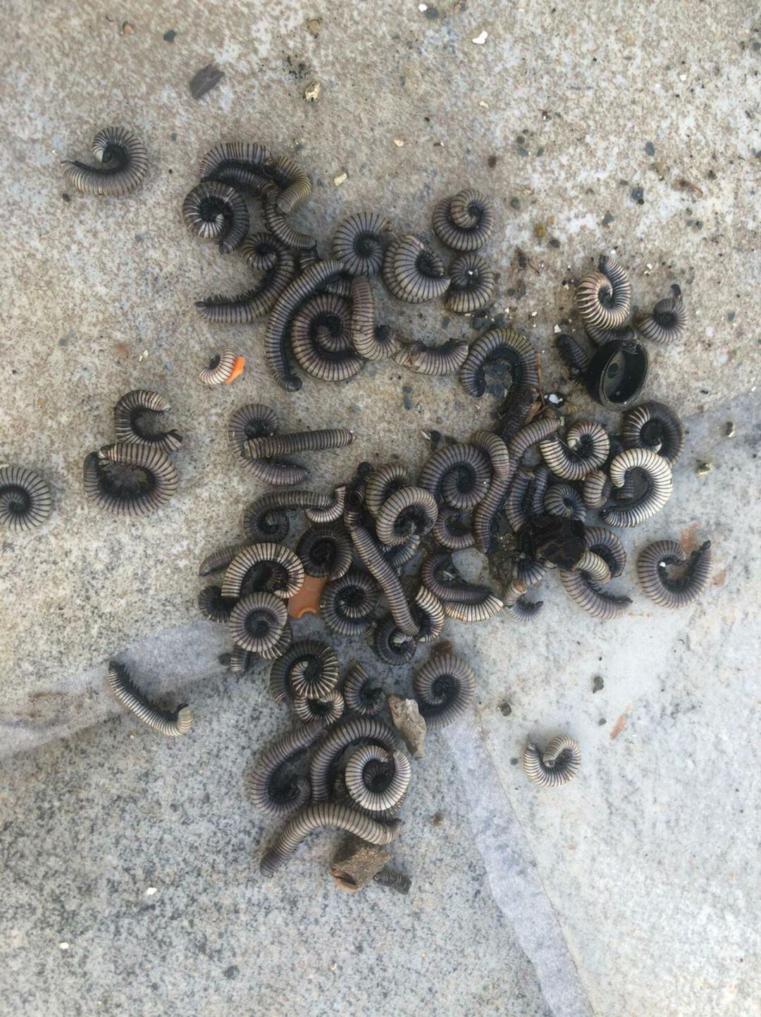 Plaga de ciempiés en Castelló