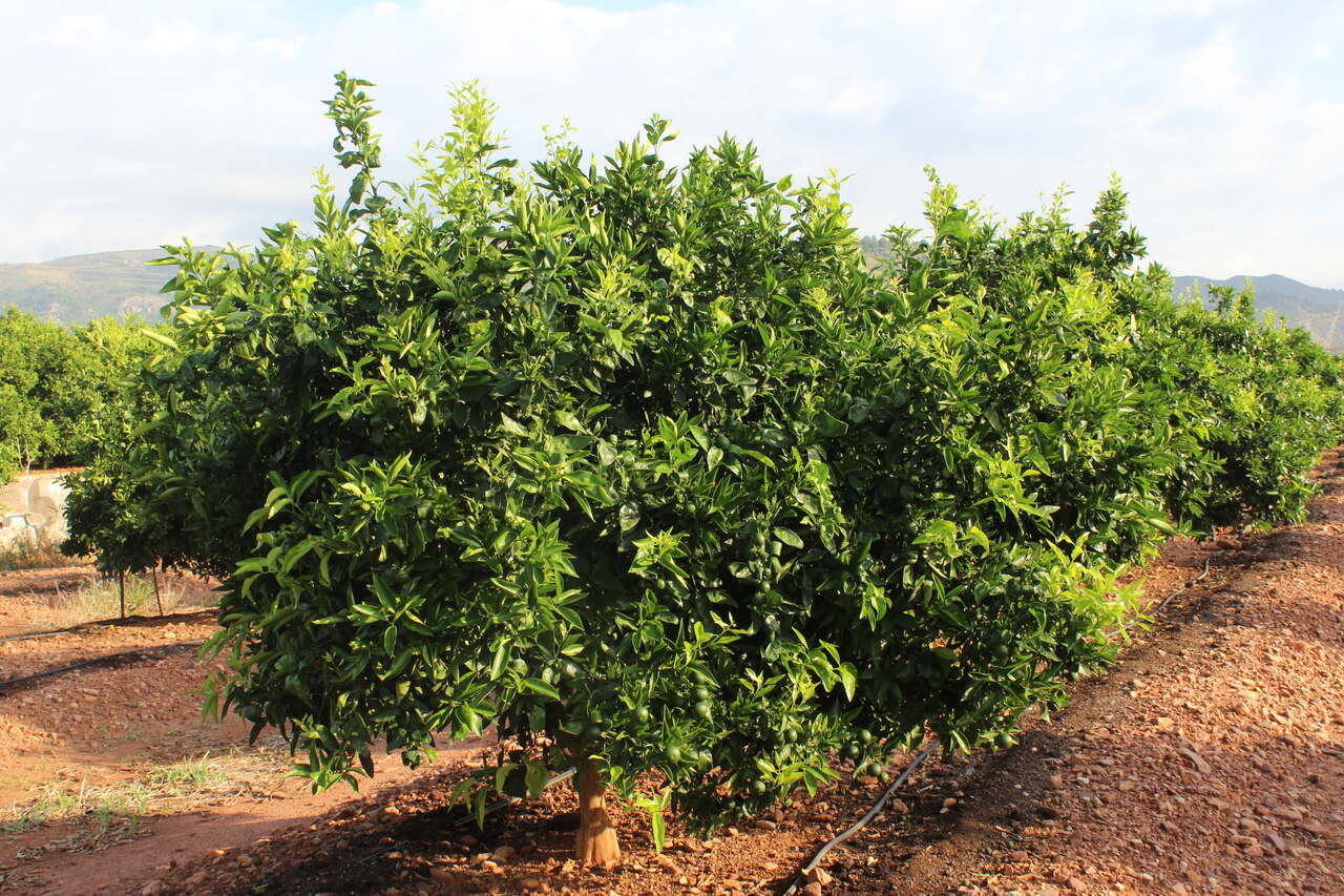 Carlos de cítricos en la Comunitat Valenciana en una imagen de archivo.