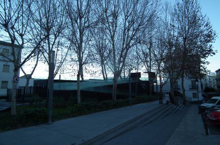 &Aacute;rboles de la plaza de los Rosales antes de la poda.