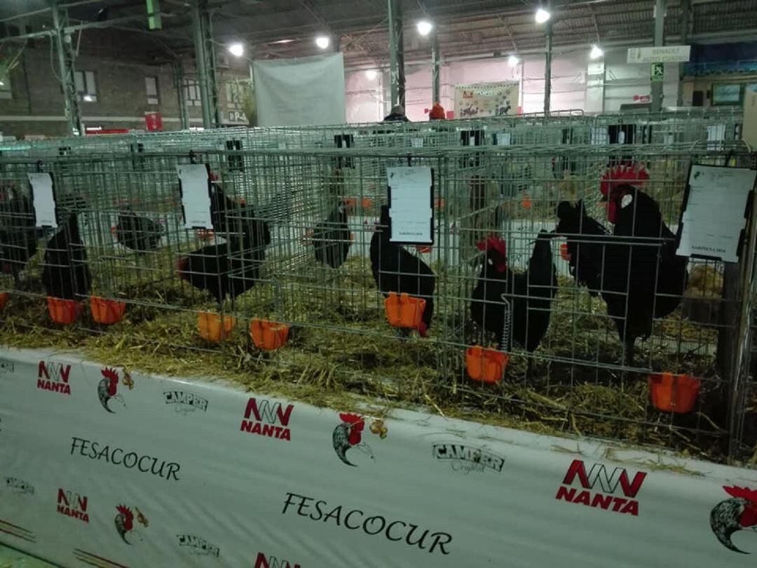 Ganeca trabaja para fomentar la cría de gallina negra castellana