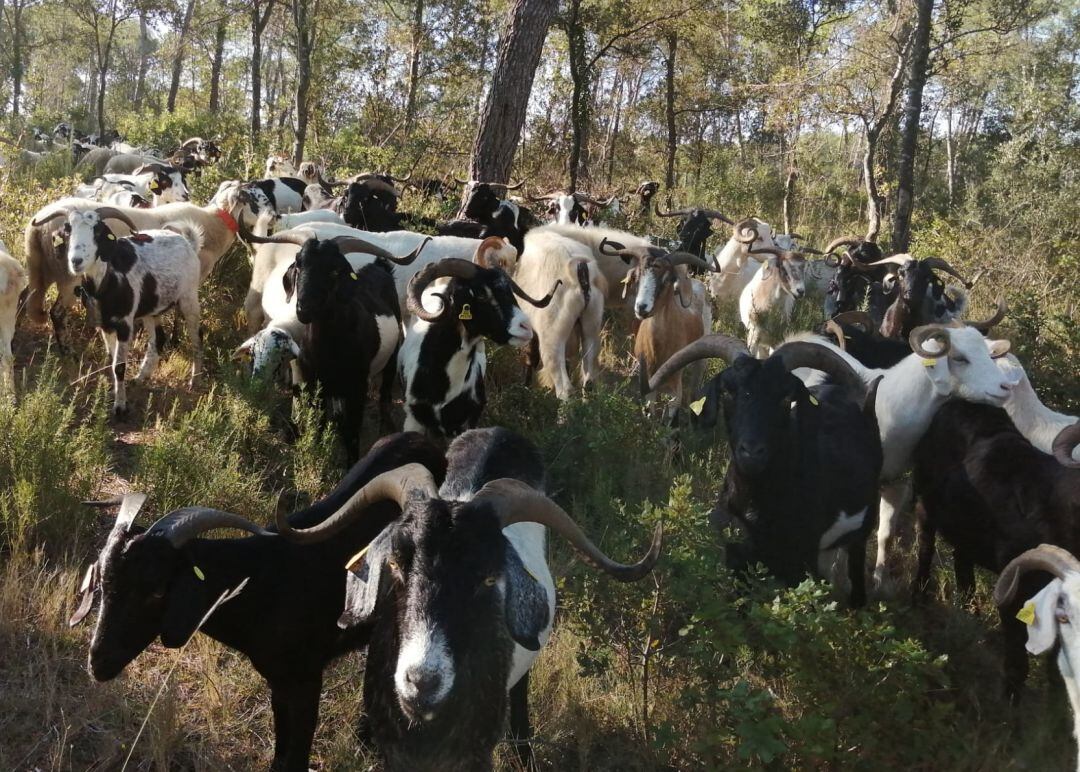 Cabres pasturant a bosc.