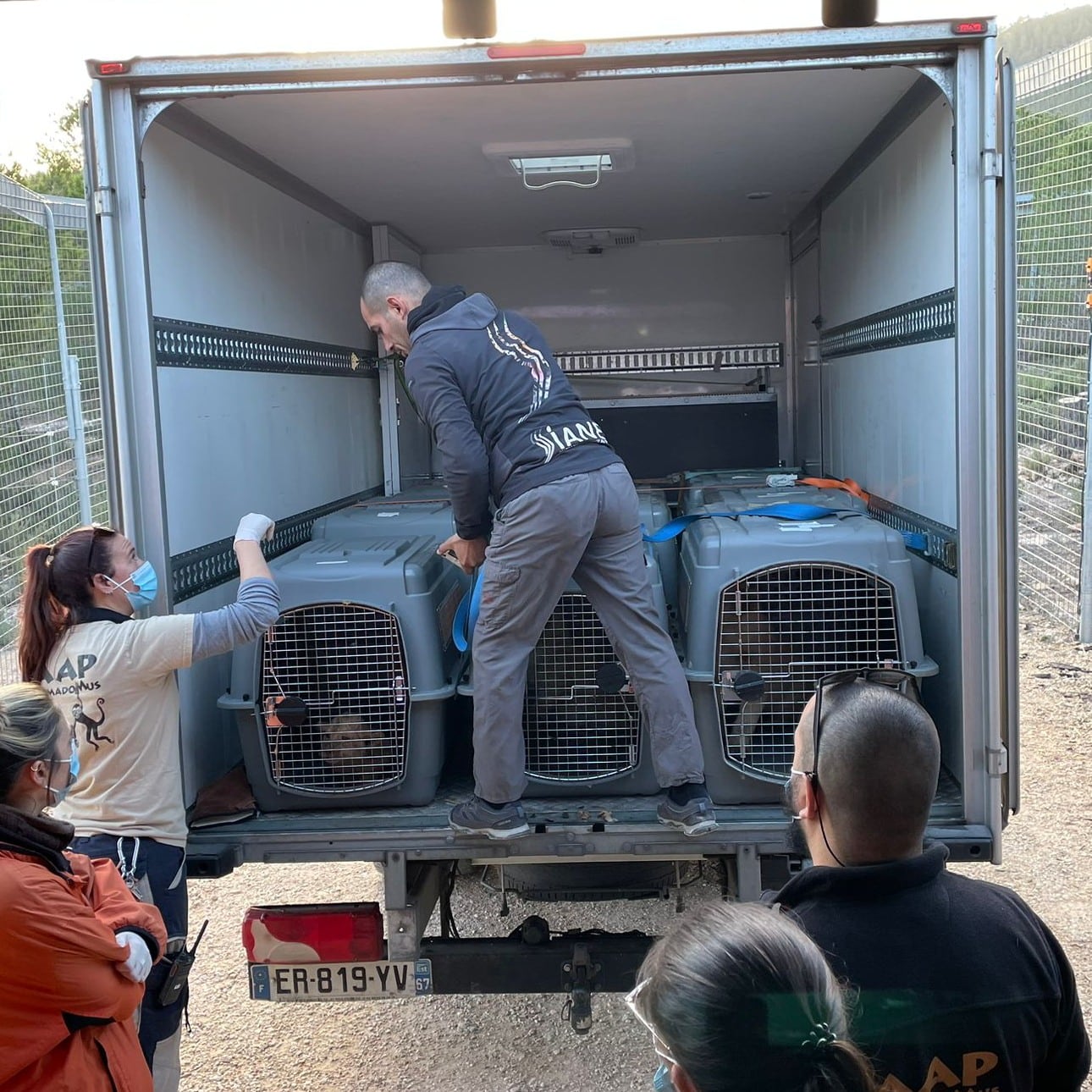 Leones rescatados en Primadomus, en Villena