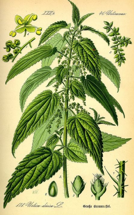 Ilustración de la planta de la &#039;Urtica&#039;.