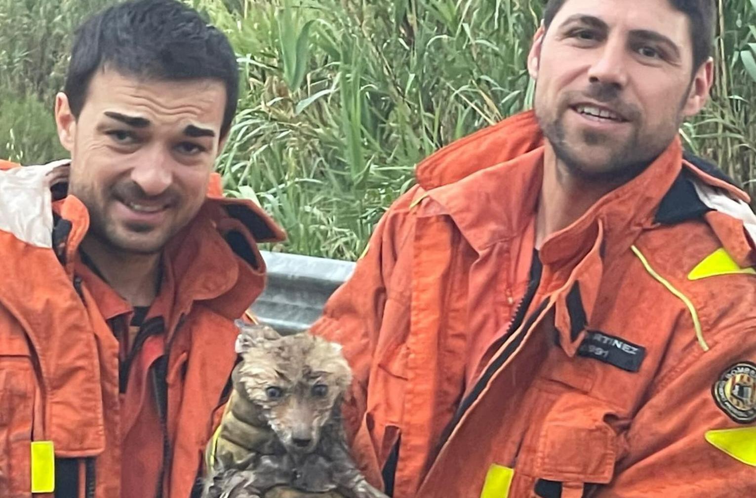 Los bomberos de Gandia junto al zorro que rescataron.