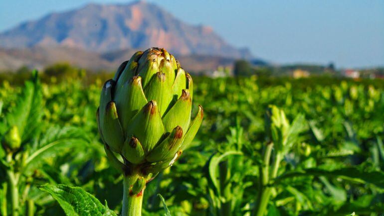 Las vendías en un mercadillo de Elda