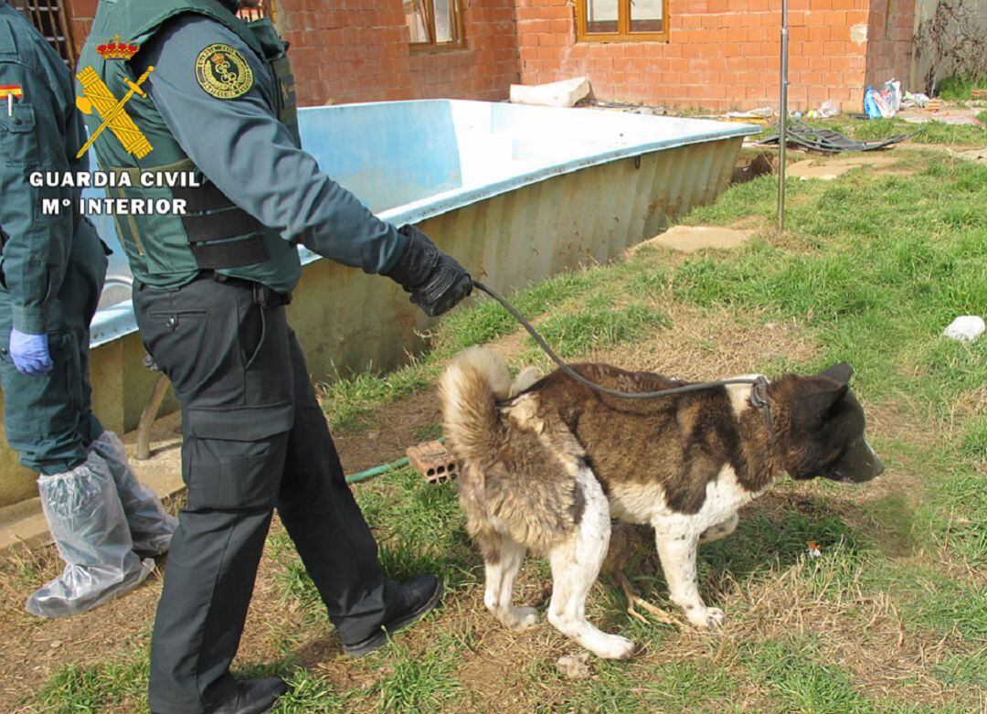 La Guardia Civil interviene en 398 actuaciones por conductas en la tenencia manejo de perros.