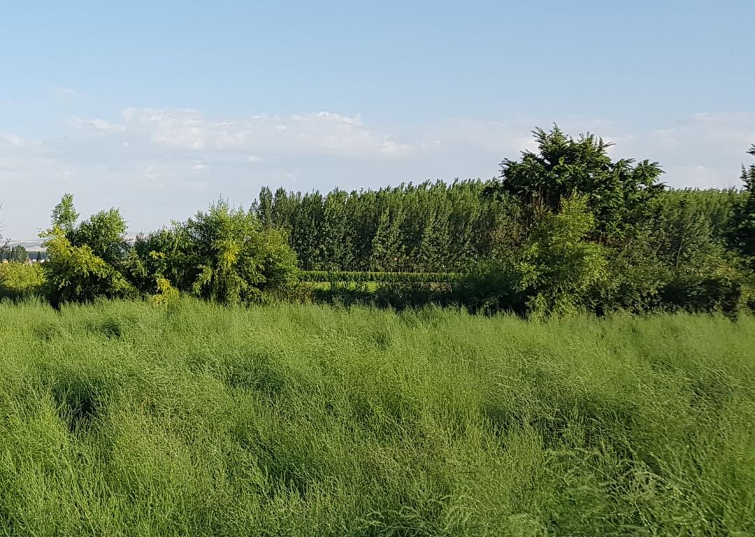 Paisaje de la Vega de Granada, a la altura de Fuente Vaqueros,con el cultivo del espárrago en primer término y la silueta de las alamedas