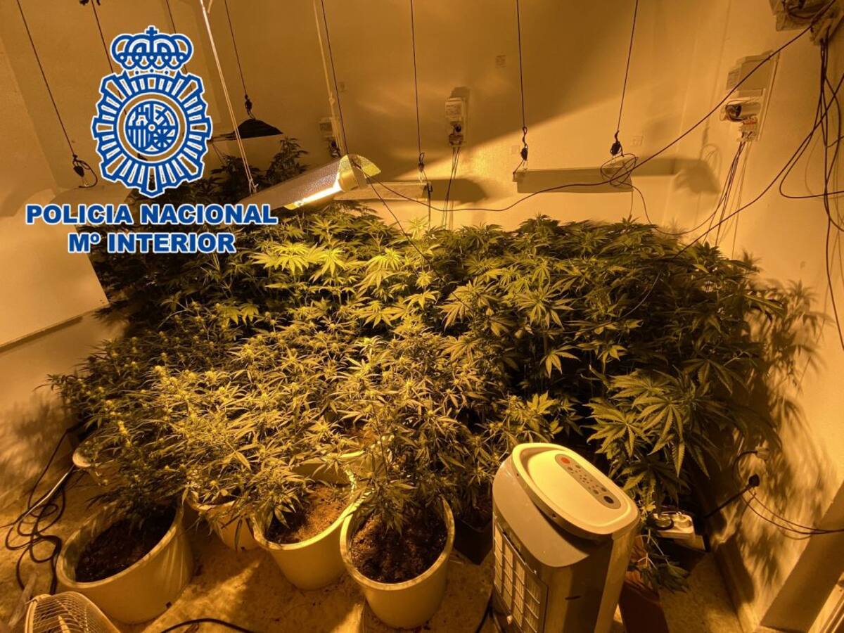 Desmantelada una plantación indoor de cannabis sativa en El Saladillo